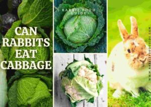 can rabbits eat cabbage