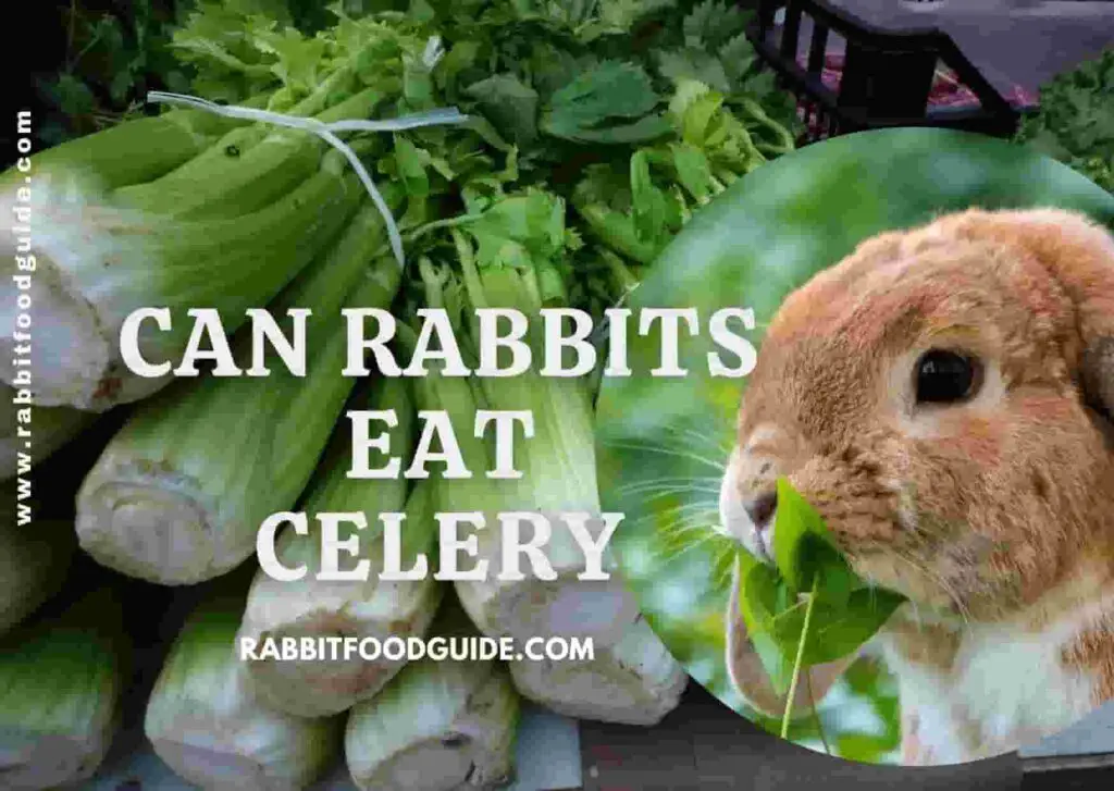 Can Rabbits Eat Herbs? [Health Benefits, Issues & Full Guide]