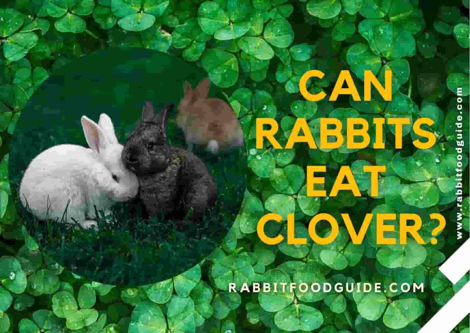 Do Rabbits Eat Grass? Expert Guide