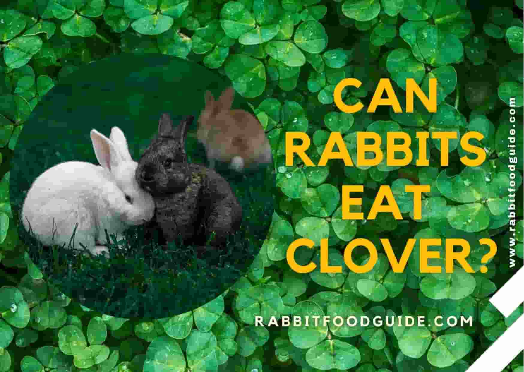 can rabbits eat clover