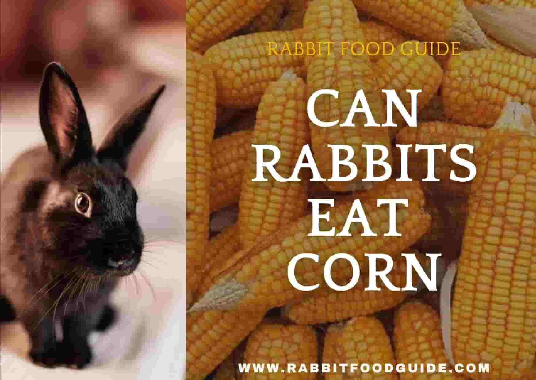 can rabbits eat corn