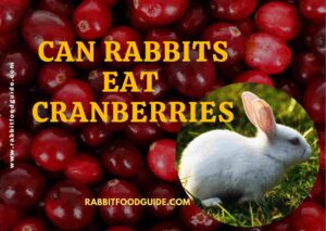 Can rabbits eat cranberries