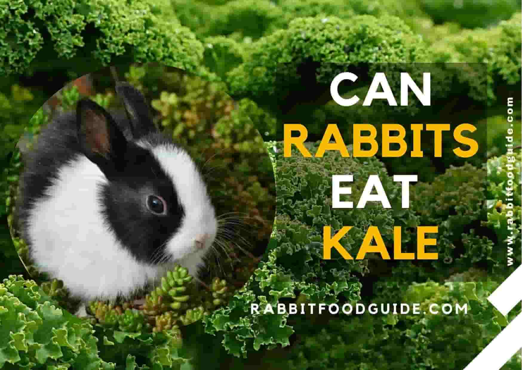 Can Rabbits Eat Kale Best Guide We Should Know