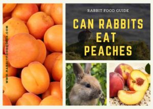 can rabbits eat peaches