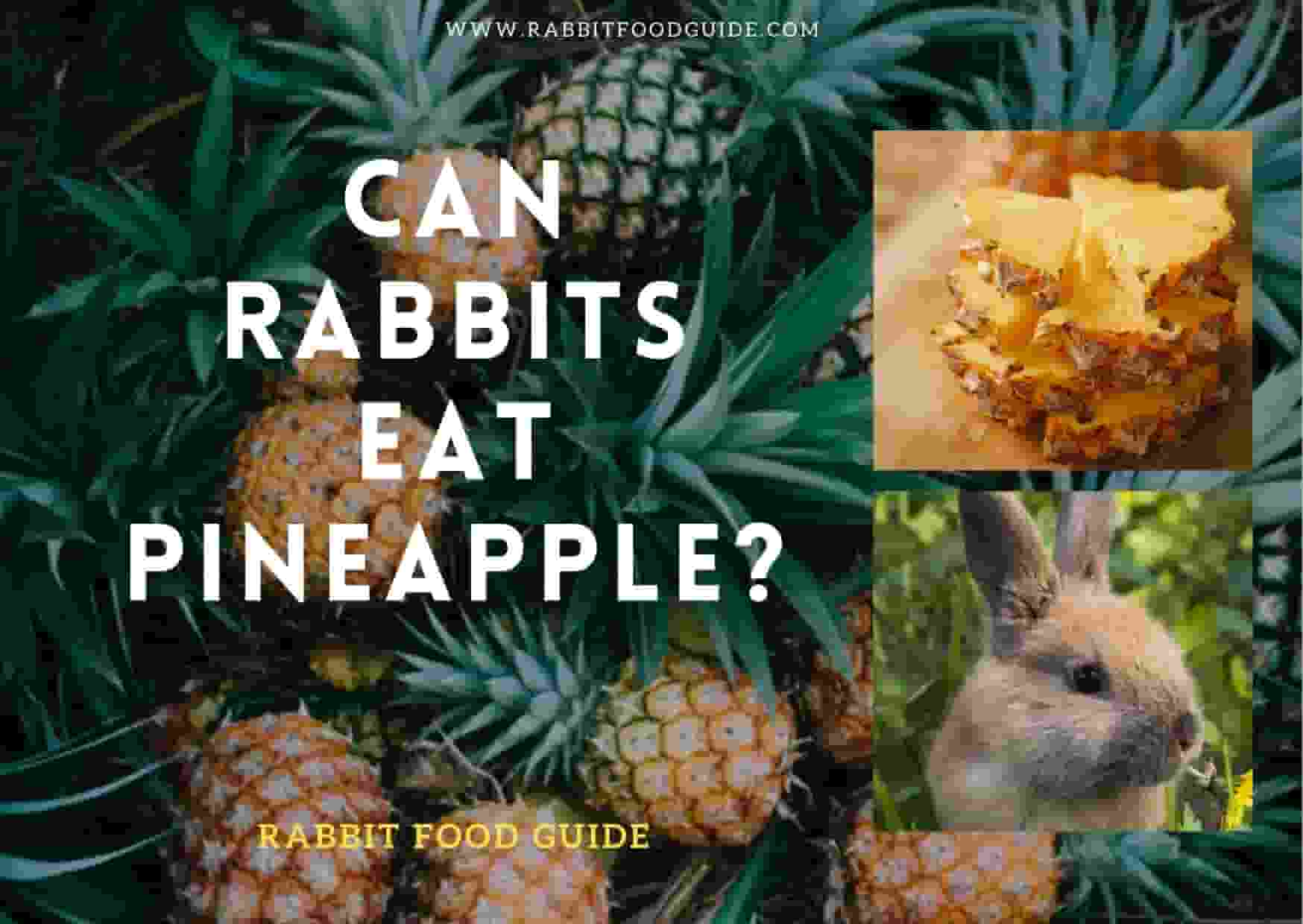 can rabbits eat pineapple