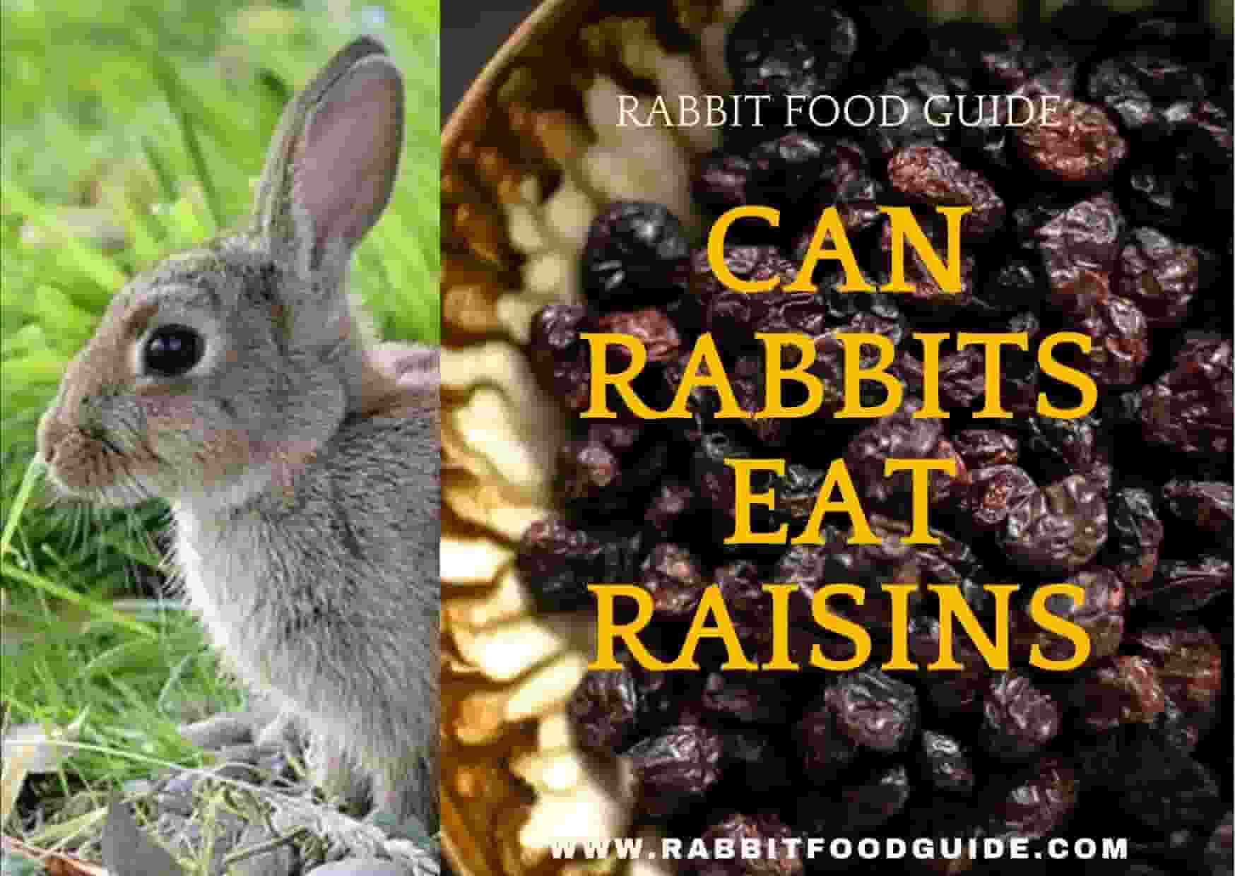 can rabbits eat raisins