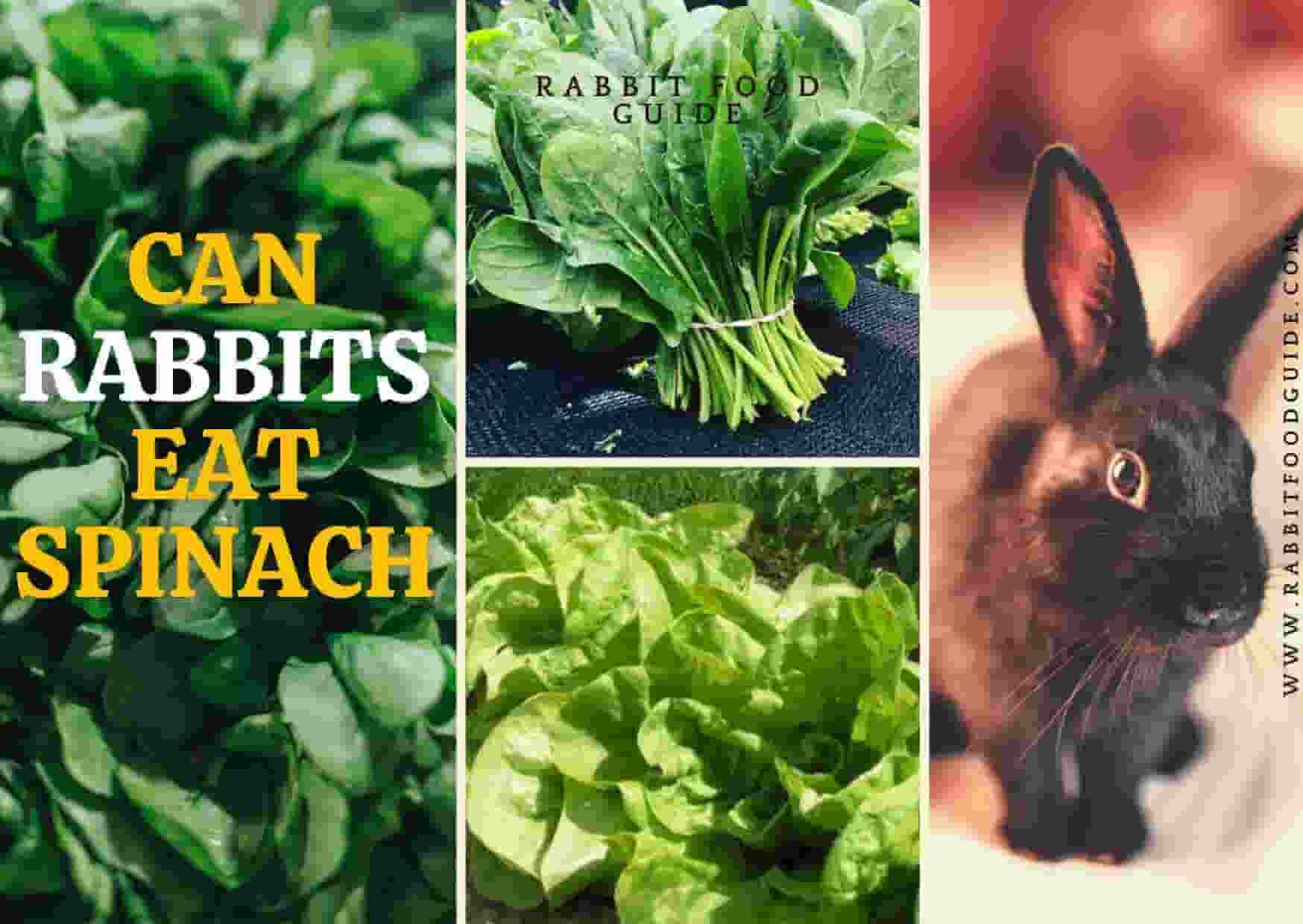 can rabbits eat spinach