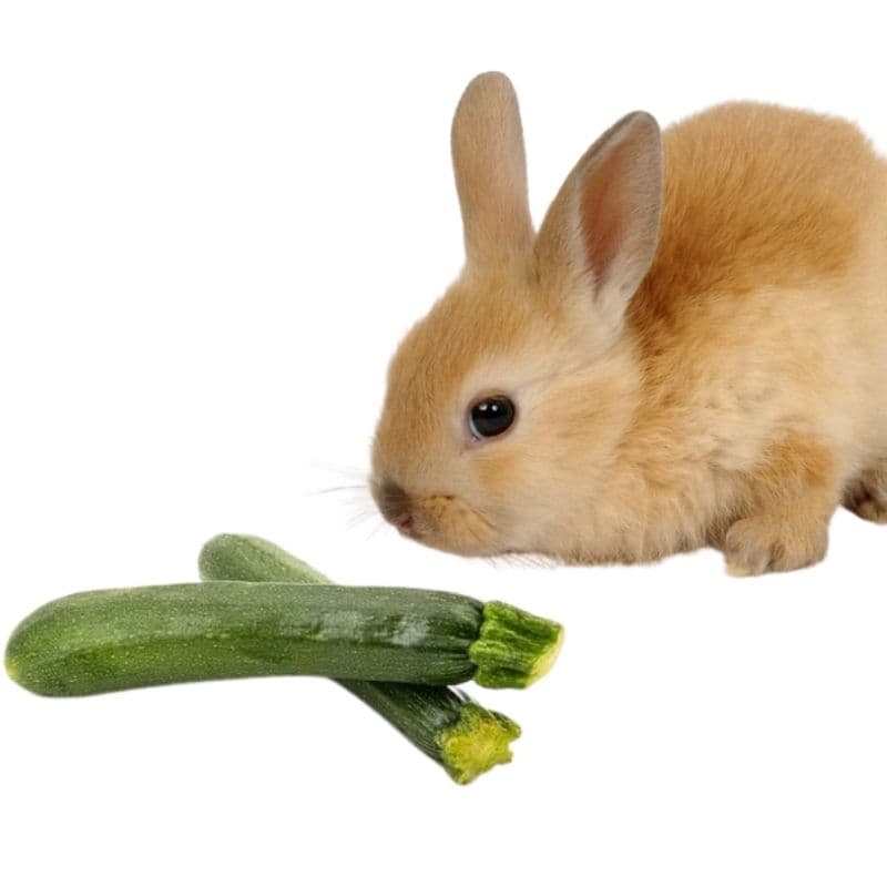 do rabbits eat zucchini plants?