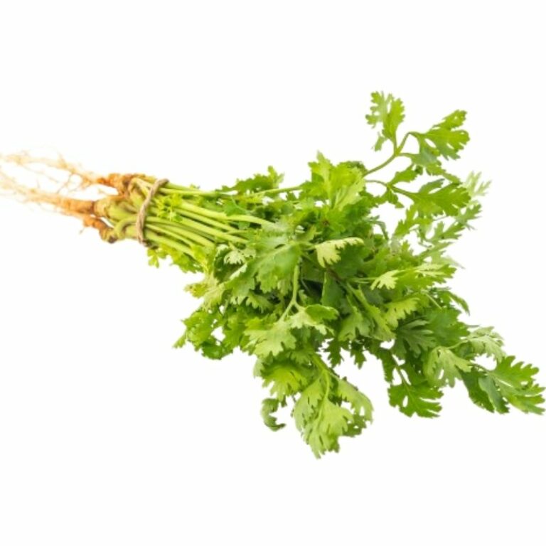 Can Rabbits Eat Cilantro? Benefits & Extra Preparation Guide