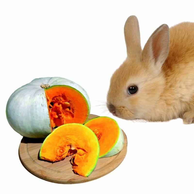 Do rabbits like to eat pumpkins