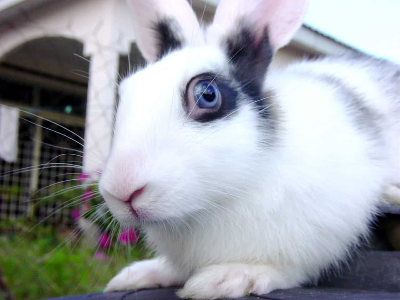 How much rabbits can eat  cantaloupe?