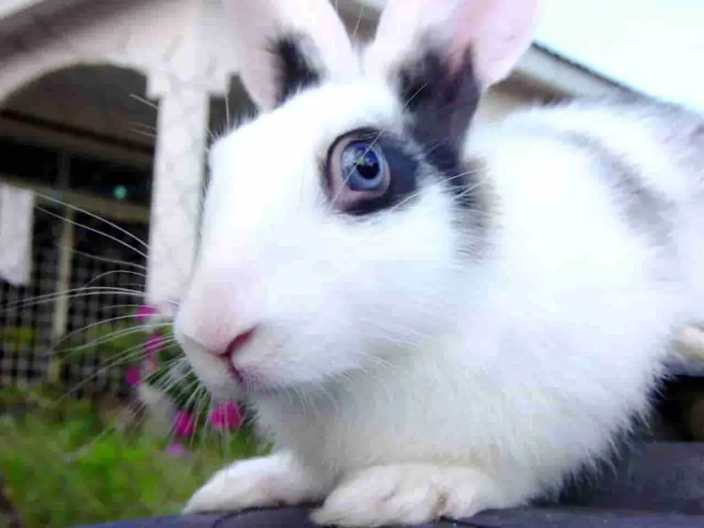 How much rabbits can eat mango