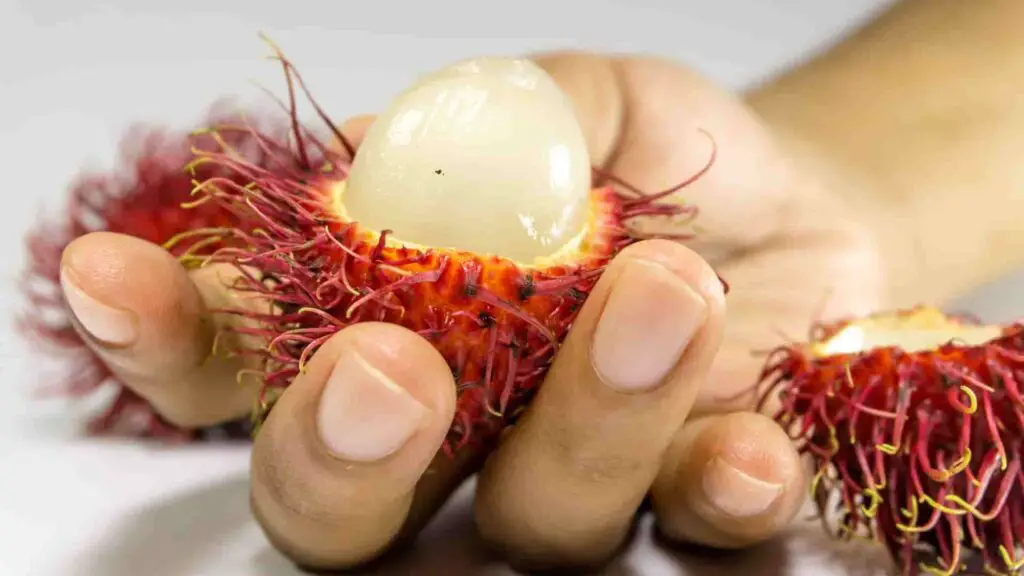 How to feed Rambutan for rabbits