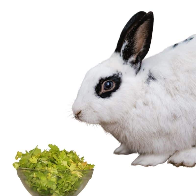 cilantro for rabbits