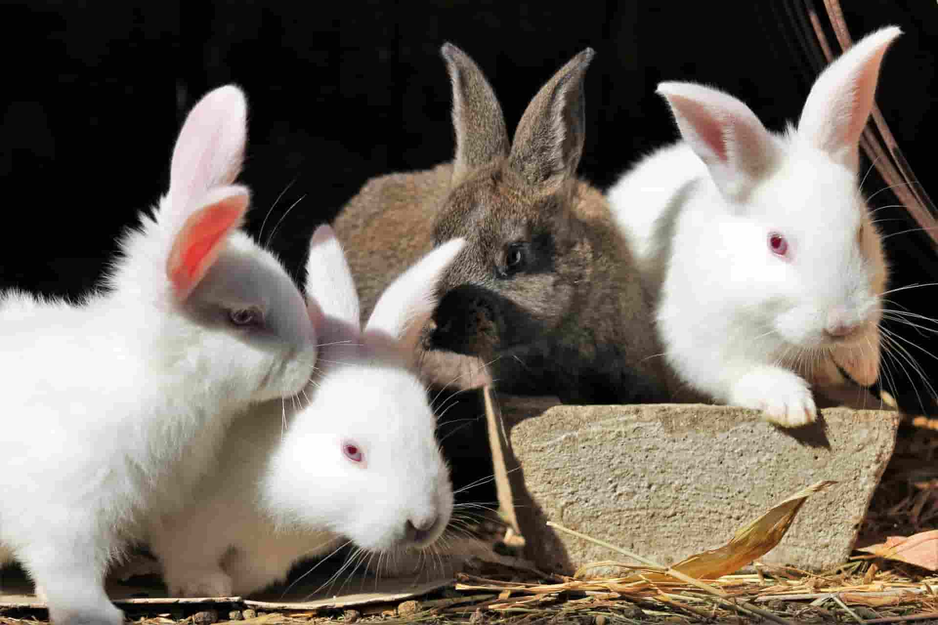 do rabbits eat cantaloupe?