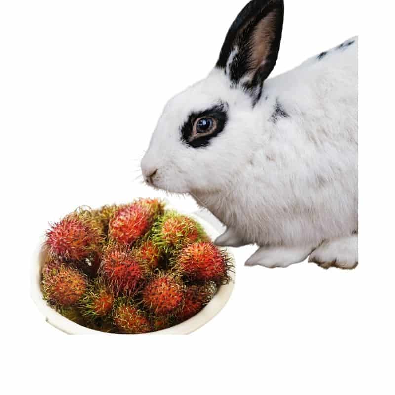 Risk of eating Rambutan for rabbits