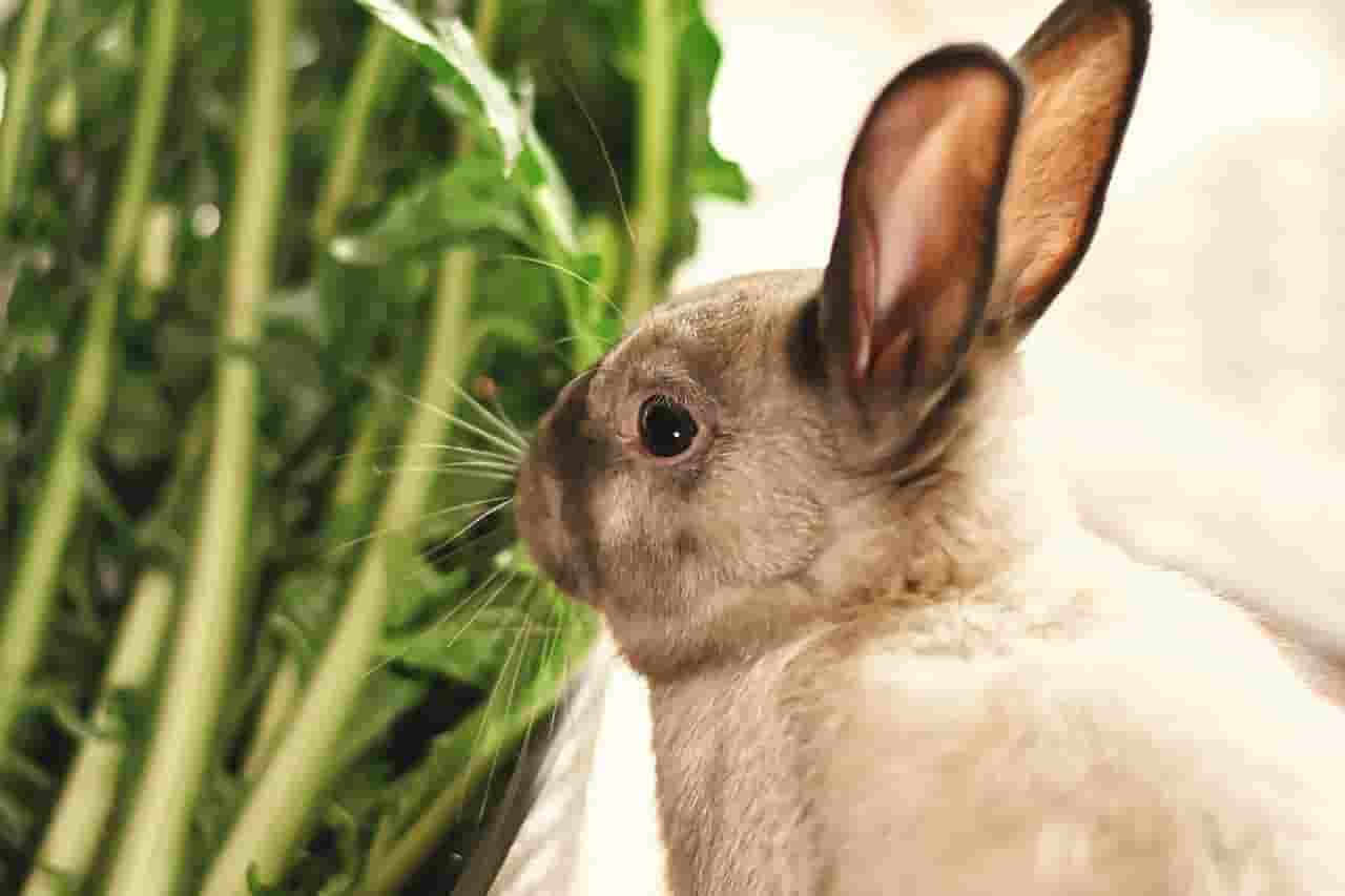 can rabbits eat beetroot leaves?