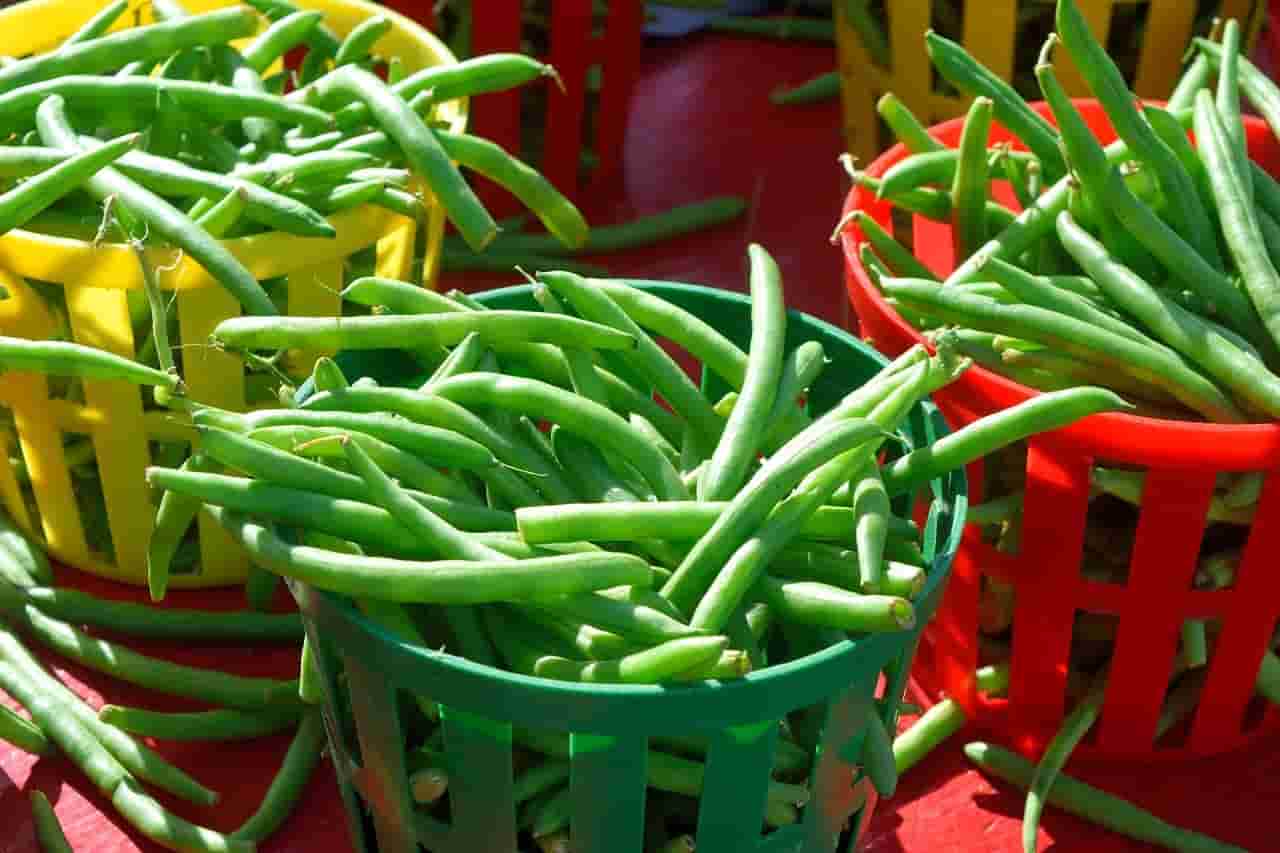 Types of Green beans good for rabbits