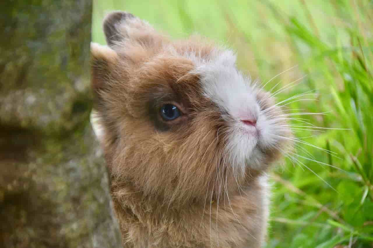 alternative for leeks for rabbits