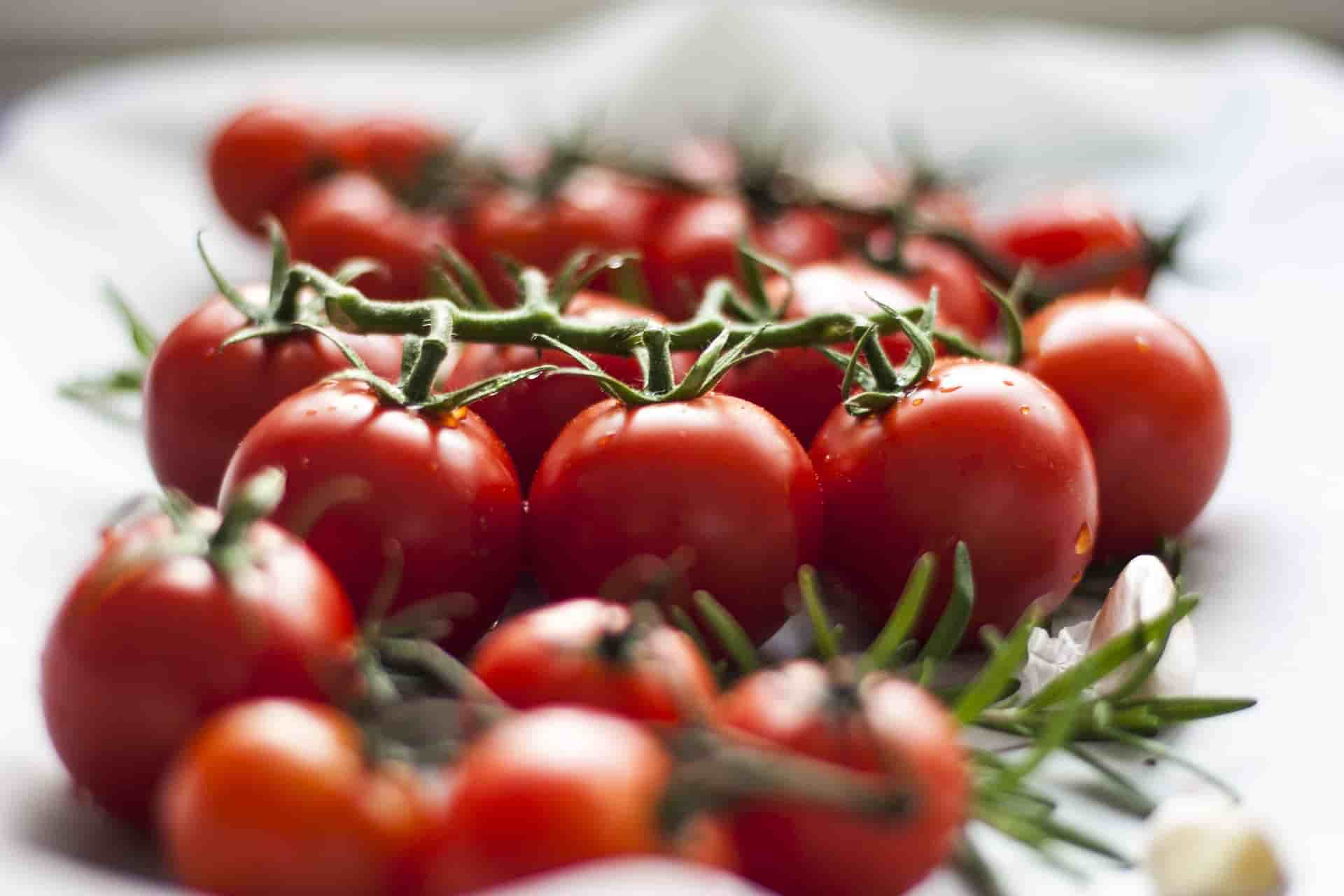 are tomatoes good for rabbits?