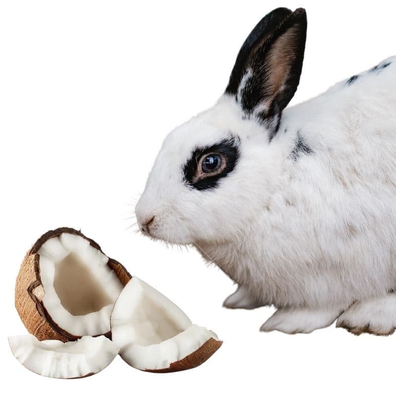 can bunnies eat coconut oil?