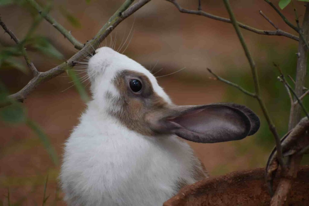 can bunnies eat orange peels?