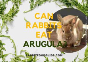 can rabbits eat arugula