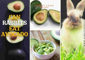 can rabbits eat avocado