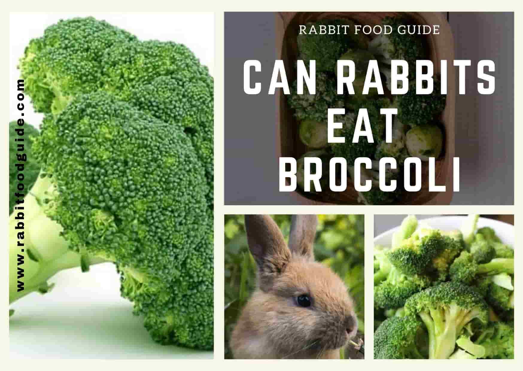 Can Rabbits Eat Broccoli? Rabbit Expert Best Guide