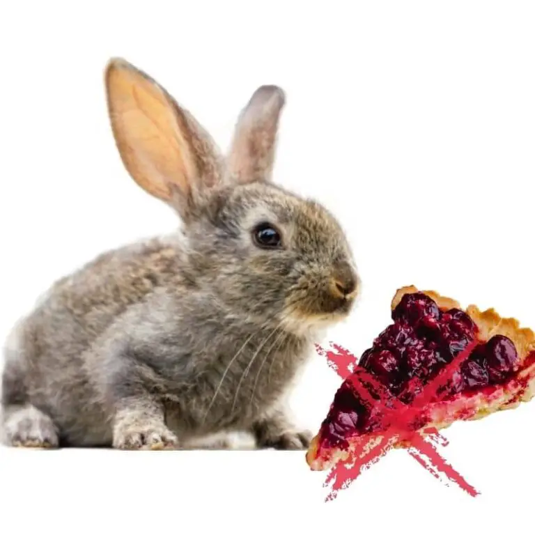 CAN RABBITS EAT CHERRIES? Full Guide For Rabbits