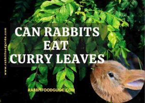 can rabbits eat curry leaves
