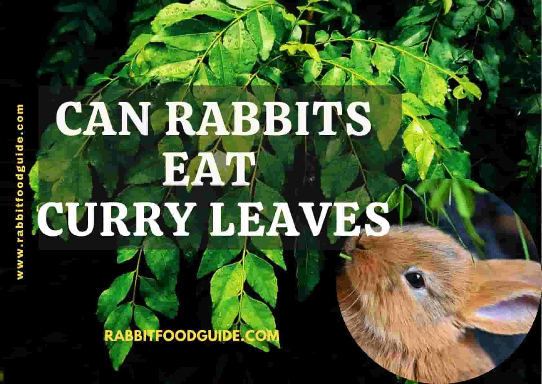 can rabbits eat curry leaves