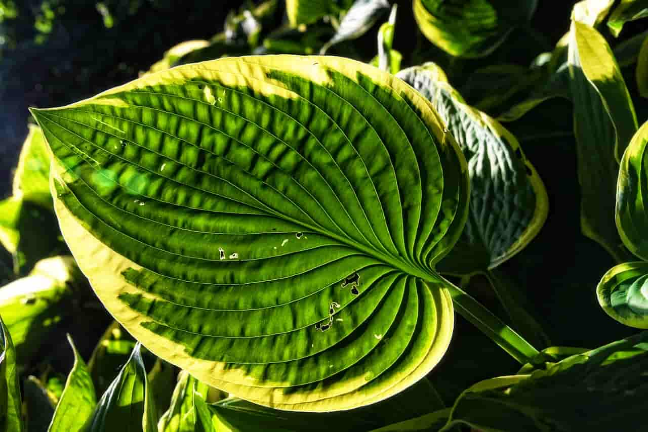 do rabbits eat hosta plants?