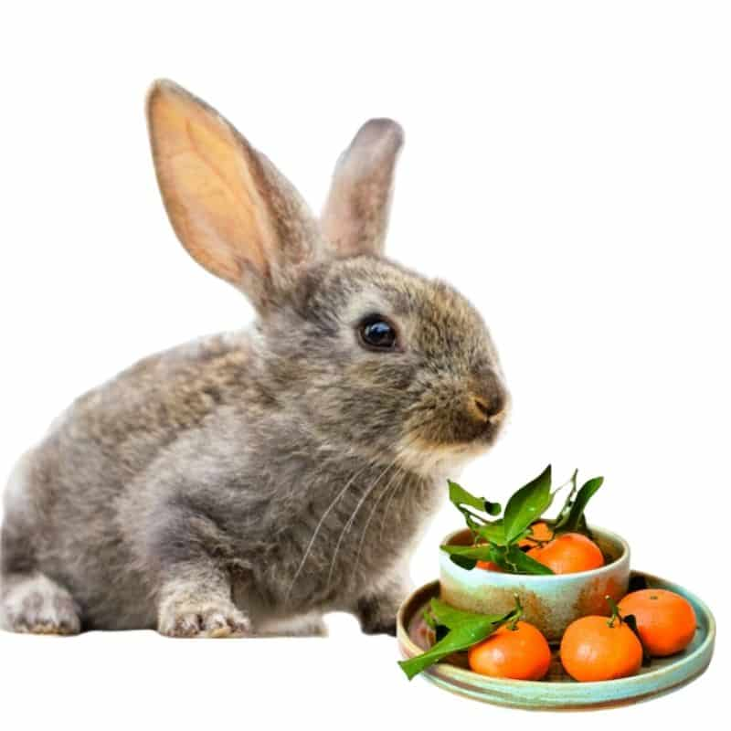 can rabbits eat orange peels?