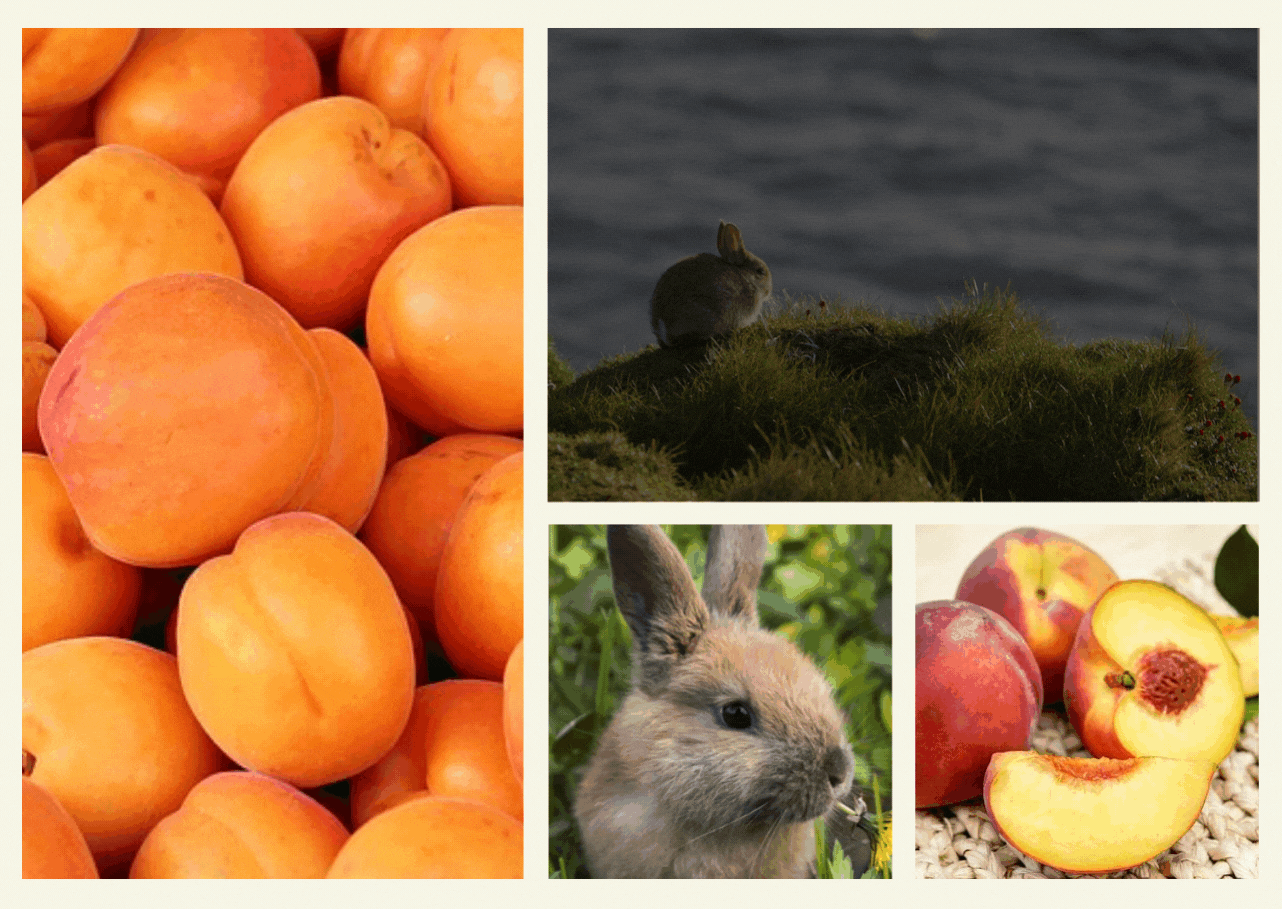 can rabbits eat peaches?
