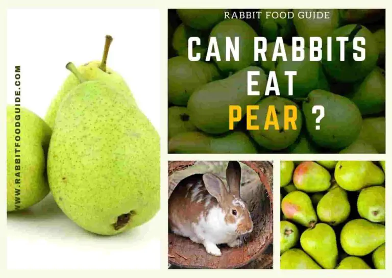 can rabbits eat pear