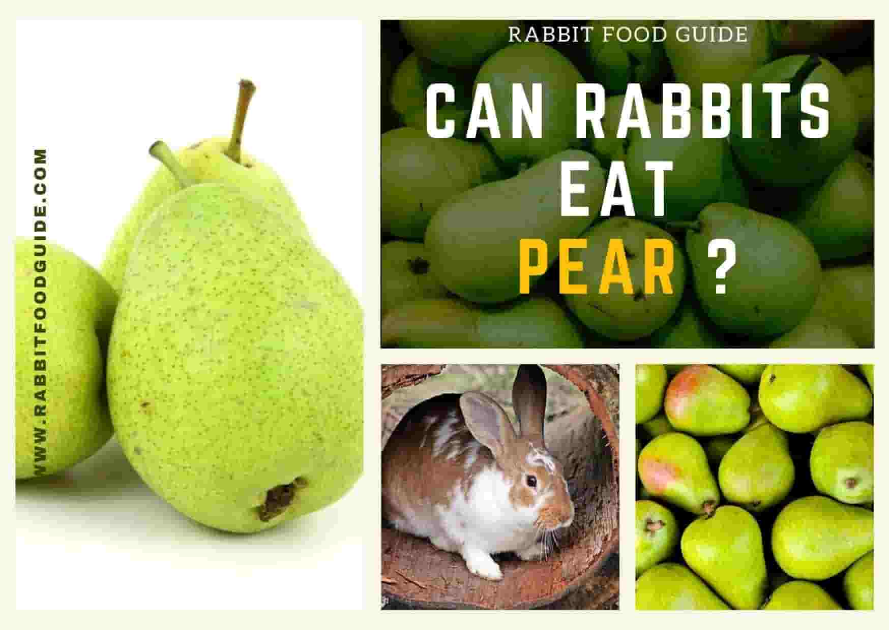 can rabbits eat pear