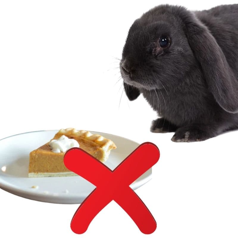 can rabbits eat pumpkin pie