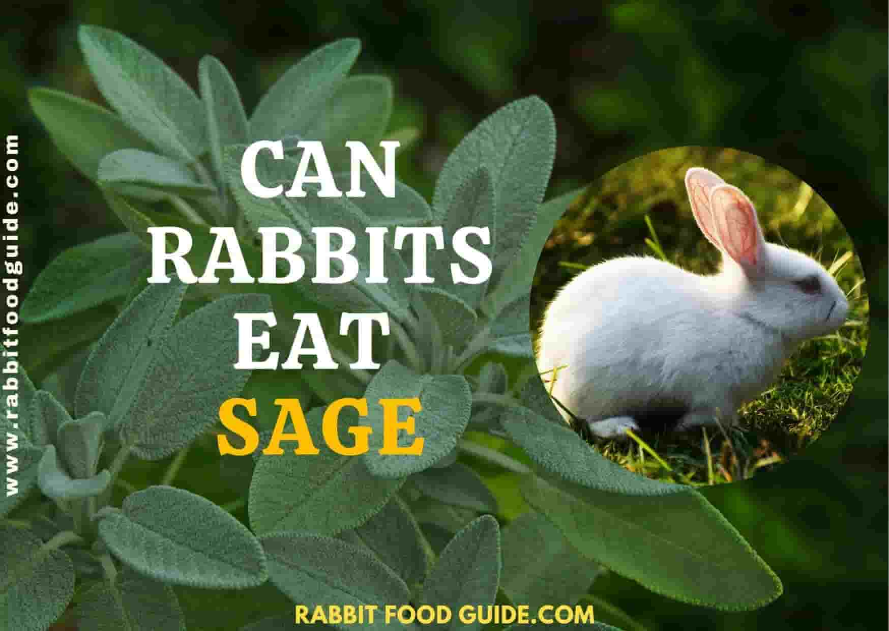 can rabbits eat sage