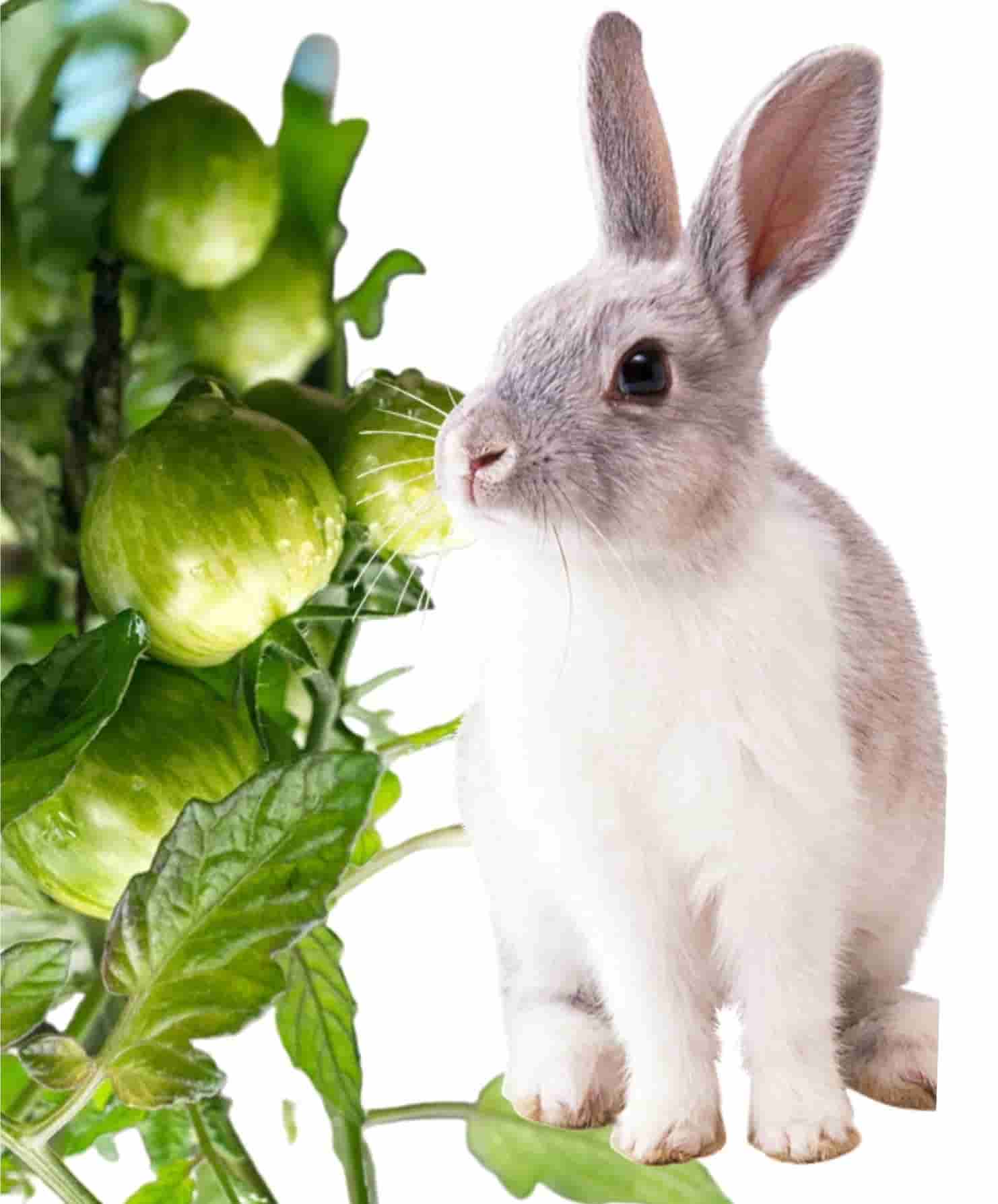 can rabbits eat tomato plants