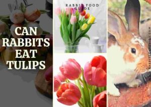 can rabbits eat tulips