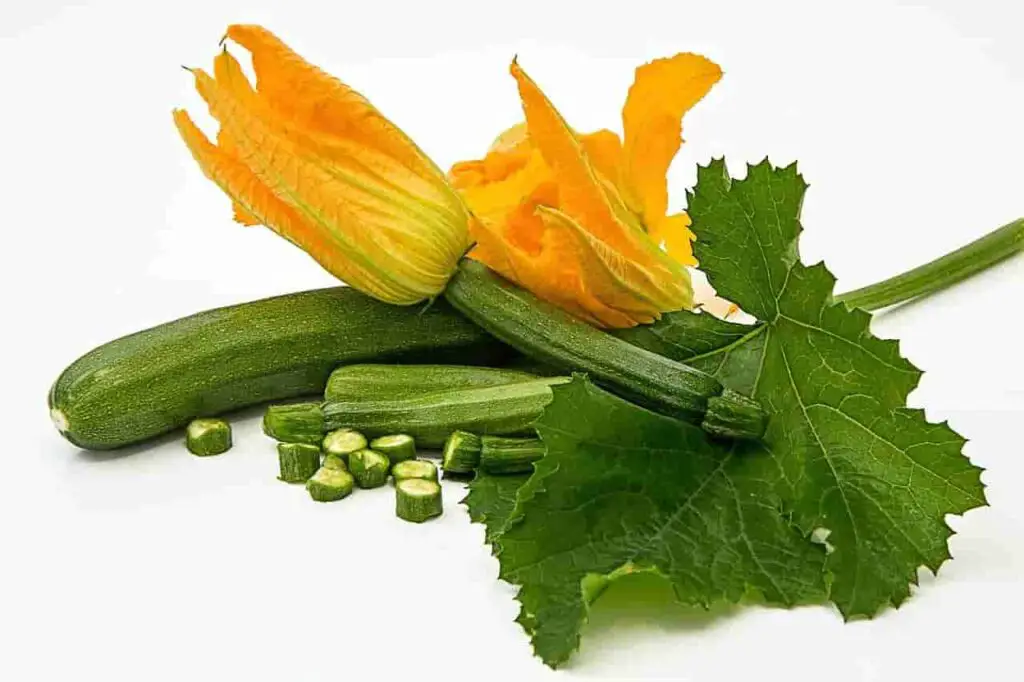 can rabbits eat zucchini flowers?