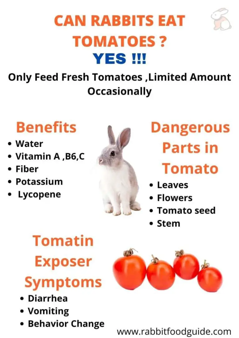 Can Rabbits Eat Tomatoes ? Benefits & Extra Preparation Guide
