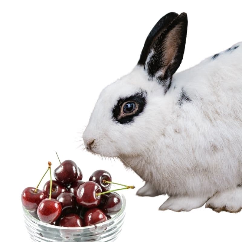 Rabbit eating cherries