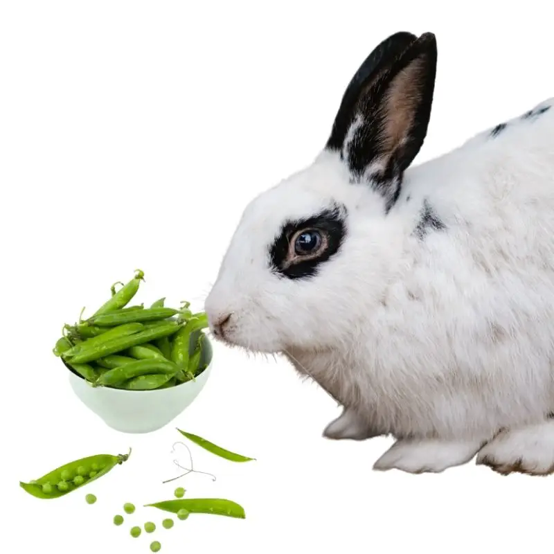 can bunnies have green beans?