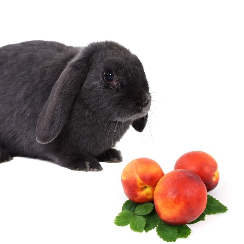 can bunnies eat peaches?