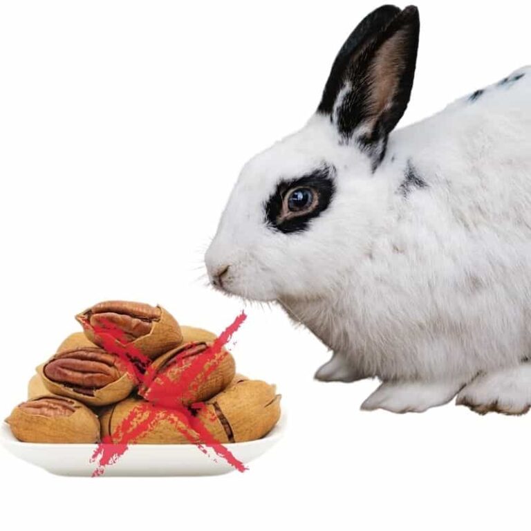 Can Rabbits Eat Pecans? Risk, Issues & Complete Guide