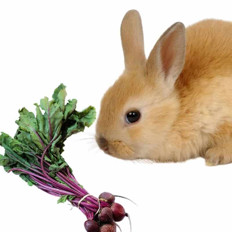 do rabbits like to eat beets