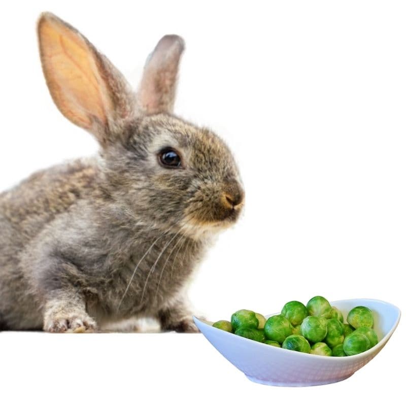 do rabbits like to eat brussels sprouts?