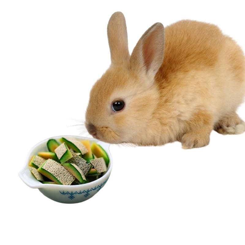 do rabbits like to eat cantaloupe